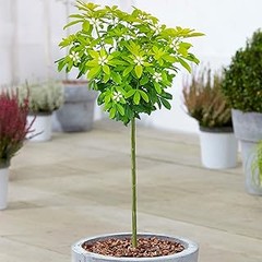 Descubre Alternativas a Árboles Pequeños para Jardines con Poco Espacio