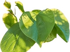 Especies resistentes a la sequía: alternativas para tu jardín