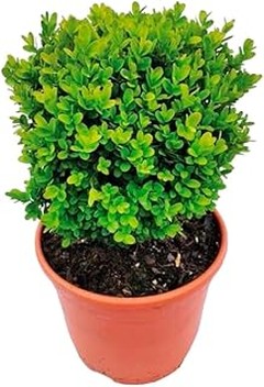 Opciones ideales en lugar de arbustos para setos formales