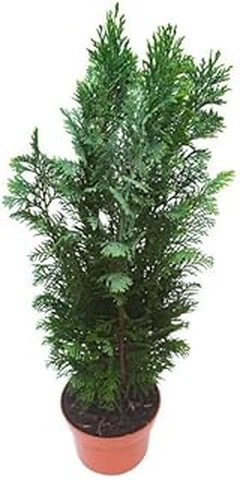 Opciones diferentes a los arbustos para crear setos informales