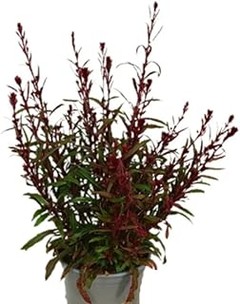 Opciones de plantas para jardines con sombra sin arbustos perennes