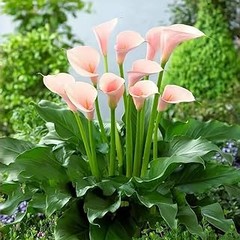 Mejores alternativas a los bulbos de lirios y nardos en jardinería