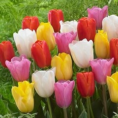 Las mejores alternativas a los bulbos de tulipanes y narcisos