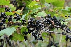 Alternativas a las Grosellas: Descubre Otras Plantas Frutales para tu Jardín