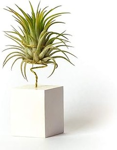 Alternativas Creativas a las Plantas de Oficina Convencionales