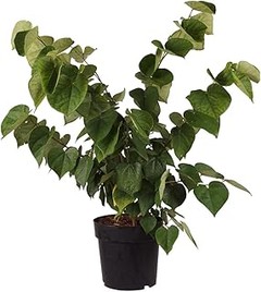 Opciones viables si no puedes cultivar árboles de hoja caduca