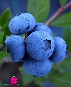 Descubre las mejores alternativas a los frutales de hueso