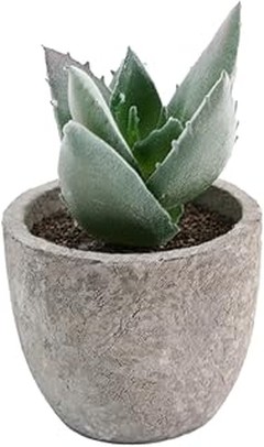 Alternativas a las Plantas de Bajo Mantenimiento en Jardines Pequeños