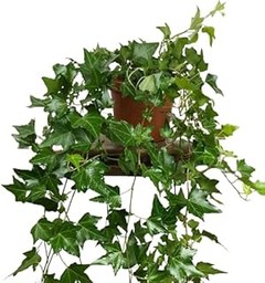 Alternativas ideales a las plantas de interior para espacios oscuros