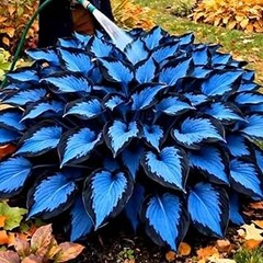 Opciones a Plantas Resistentes al Frío para un Jardín Exuberante