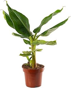 Mejores alternativas a las plantas que no sobreviven al sol intenso