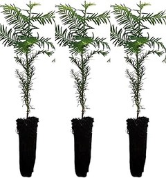 Cómo cultivar árboles de sombra en balcones y patios