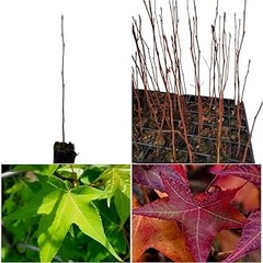 Descubre los Mejores Árboles de Sombra Resistentes a Plagas