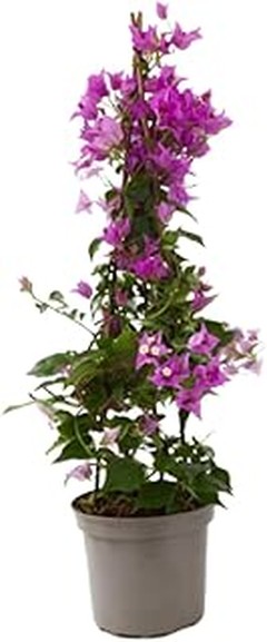 Arbustos que atraen aves y mariposas: guía para tu jardín