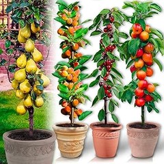 Consejos efectivos para potenciar la producción de frutales exóticos