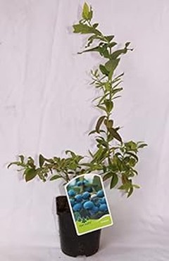 Descubre los beneficios de cultivar arándanos en casa