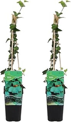 Ventajas de Elegir Enredaderas Resistentes al Frío para Tu Jardín