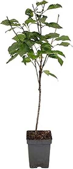 ¿Por qué plantar frutales resistentes al frío es una excelente opción?