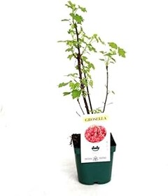 Descubre los beneficios de cultivar grosellas en tu hogar