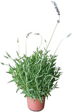 Descubre los beneficios de tener plantas aromáticas ornamentales en tu hogar