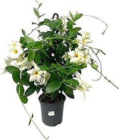 Ventajas de Incluir Plantas de Flor Blanca en tu Jardín