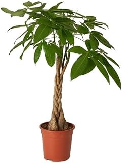 Descubre los Beneficios de Tener Plantas de Interior en Poca Luz