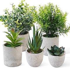 Efectos positivos de tener plantas de interior en tu hogar