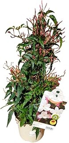 Descubre los Beneficios de Utilizar Plantas Perennes de Flor