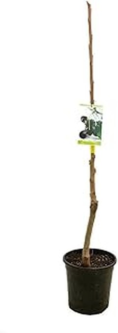 ¿Qué son los kiwis y cuáles son sus beneficios para la salud?