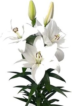 Descubre los beneficios de las plantas de interior con flor en tu hogar