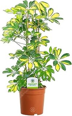 Descubre los beneficios de incorporar plantas en tu lugar de trabajo