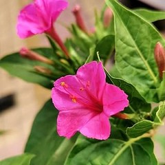 Cómo un jardín de flores para polinizadores puede mejorar tu salud mental