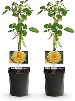 Cómo las plantas de bajo mantenimiento benefician al medio ambiente