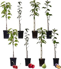 ¿Qué características deben tener los árboles y arbustos resistentes a la sequía?