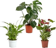 Características de las Plantas de Oficina para Reducir el Estrés