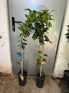 ¿Qué cítricos son perfectos para cultivo en macetas?