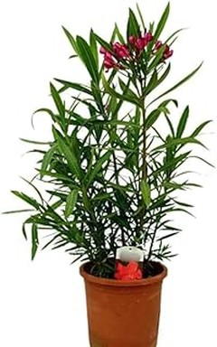 Cómo combinar plantas de flor roja con otras plantas en el jardín