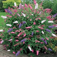 Guía Práctica para la Combinación de Colores en Jardines Ingleses