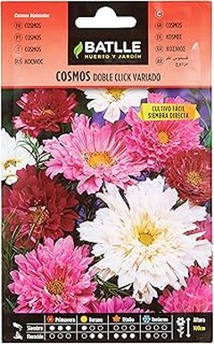 Combinaciones efectivas de flores perennes para un jardín bello