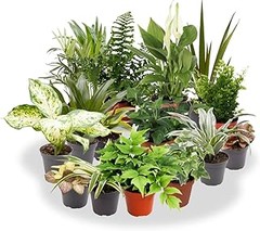 Mejores combinaciones de plantas de interior de un pack
