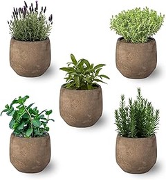 Consejos para Combinar Diferentes Plantas Ornamentales en el Jardín