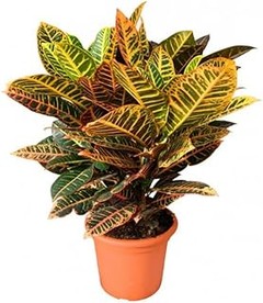 Consejos para un ambiente adecuado para plantas de interior grandes