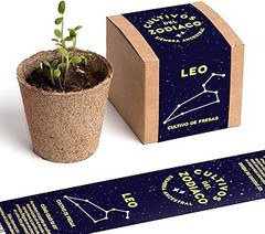 Mantener correctamente los bulbos plantados de kits de semillas