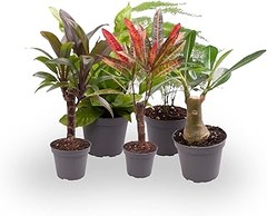 Cuidados esenciales para las plantas de tu pack de interior