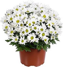 Cuidados esenciales para mantener flores blancas en el jardín