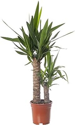 Consejos para el Cuidado de Plantas de Interior de Hoja Grande