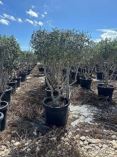 Cuidado esencial para tus plantas de estilo mediterráneo