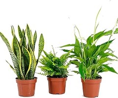 ¿Cómo cuidar adecuadamente tus plantas purificadoras del aire?