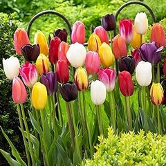 Cuidado de tulipanes y narcisos después de la floración