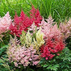 Guía para diseñar un jardín con plantas de sombra
